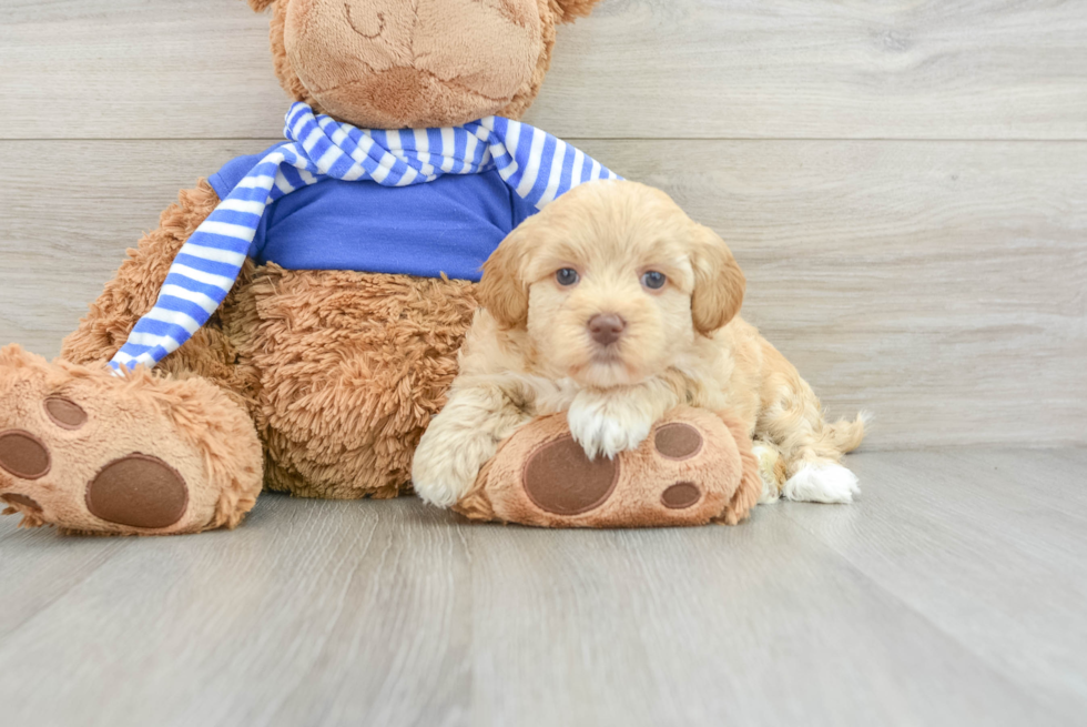 Hypoallergenic Havadoodle Poodle Mix Puppy