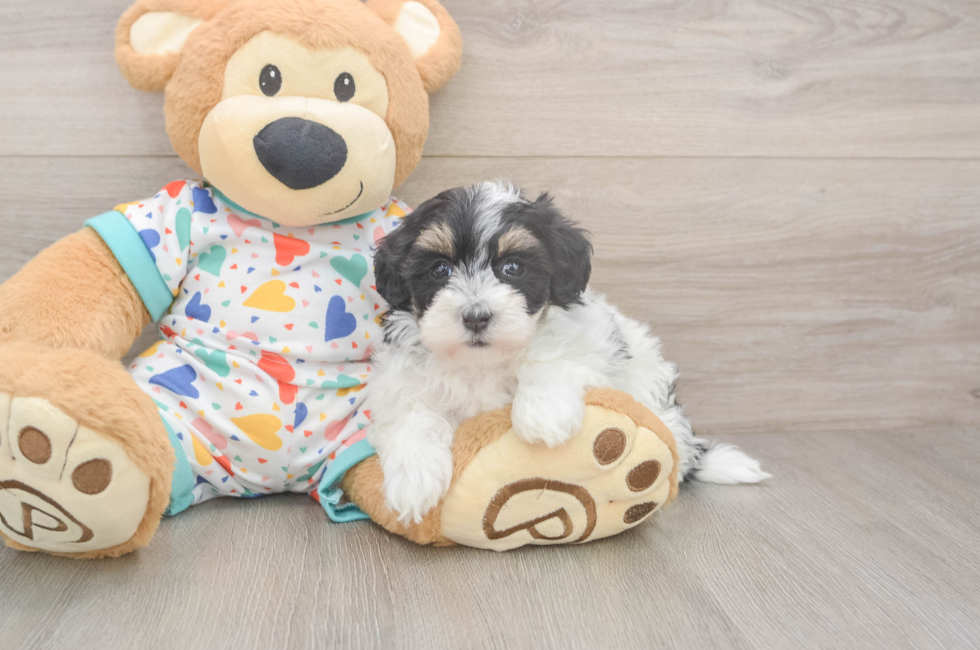 5 week old Havapoo Puppy For Sale - Simply Southern Pups