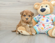 8 week old Havapoo Puppy For Sale - Simply Southern Pups