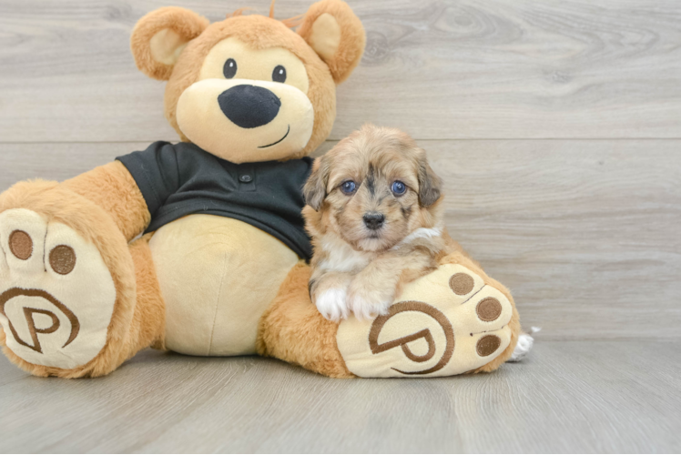 Havapoo Puppy for Adoption