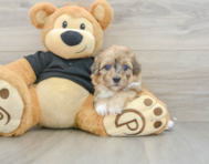 7 week old Havapoo Puppy For Sale - Simply Southern Pups