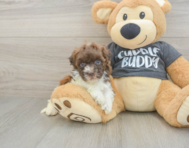 7 week old Havapoo Puppy For Sale - Simply Southern Pups