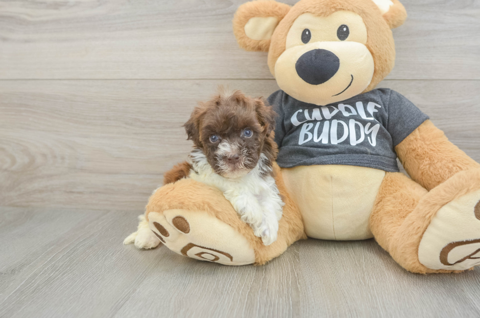5 week old Havapoo Puppy For Sale - Simply Southern Pups