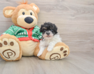 6 week old Havapoo Puppy For Sale - Simply Southern Pups