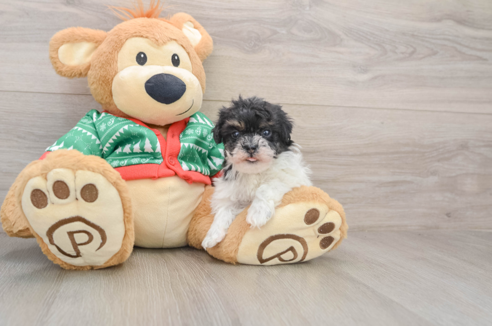 5 week old Havapoo Puppy For Sale - Simply Southern Pups