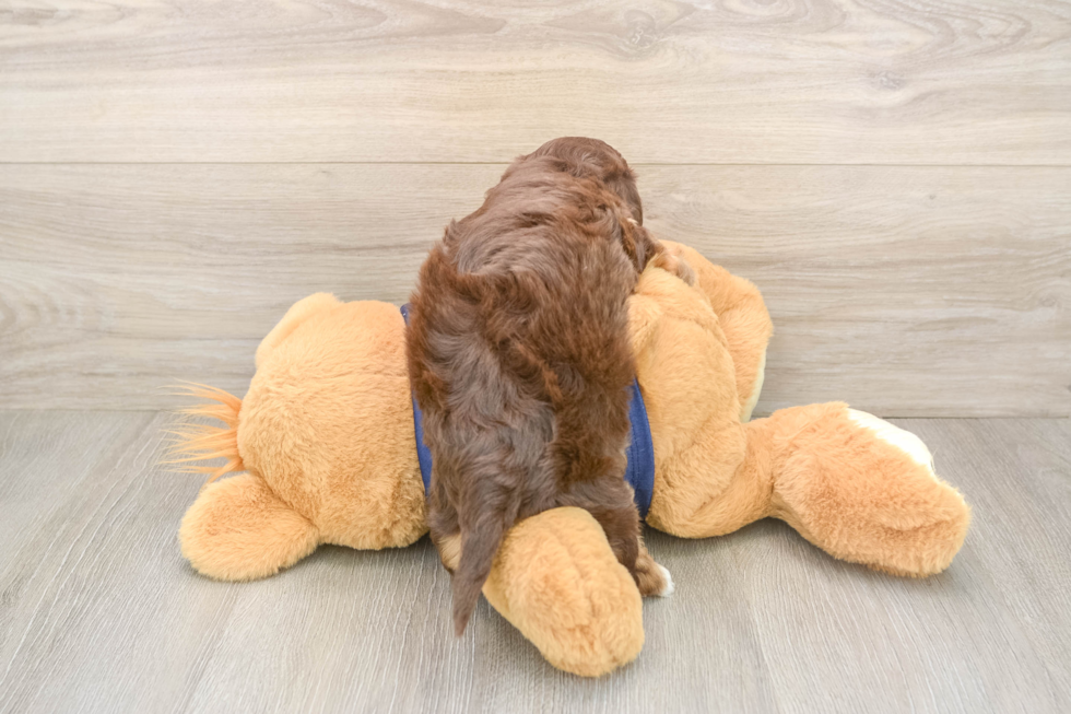 Smart Havapoo Poodle Mix Pup
