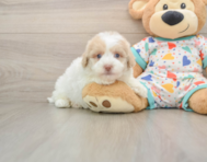 5 week old Havapoo Puppy For Sale - Simply Southern Pups