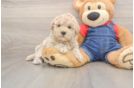 Playful Havadoodle Poodle Mix Puppy