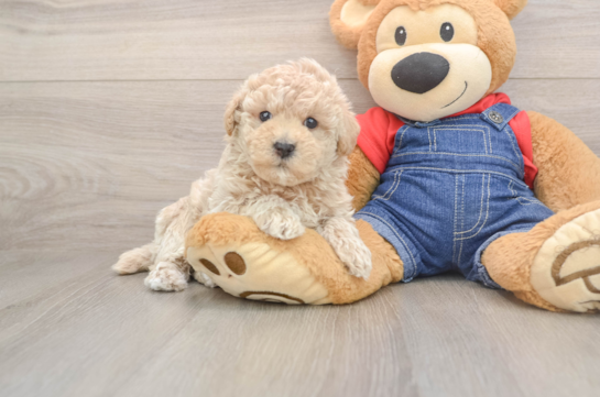 Playful Havadoodle Poodle Mix Puppy
