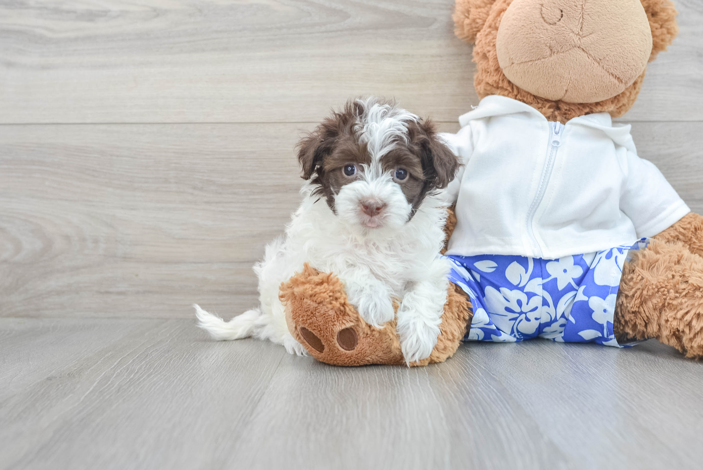 Havanese toy poodle clearance mix puppies for sale