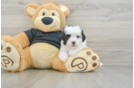 Havapoo Puppy for Adoption