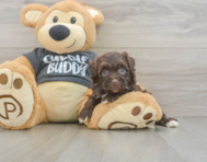 8 week old Havapoo Puppy For Sale - Simply Southern Pups