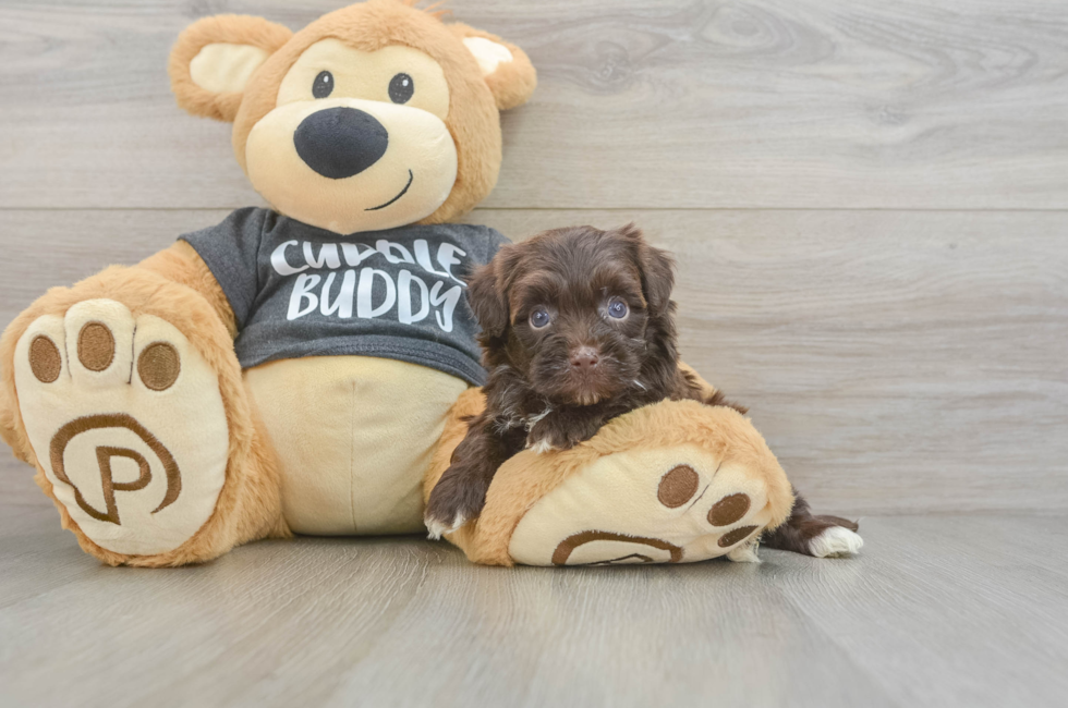 5 week old Havapoo Puppy For Sale - Simply Southern Pups