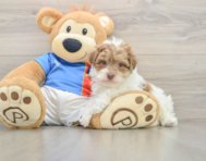 7 week old Havapoo Puppy For Sale - Simply Southern Pups