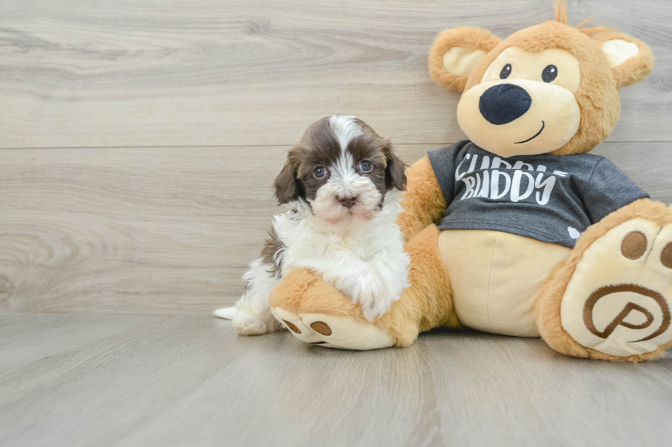 Petite Havapoo Poodle Mix Pup