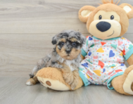 8 week old Havapoo Puppy For Sale - Simply Southern Pups