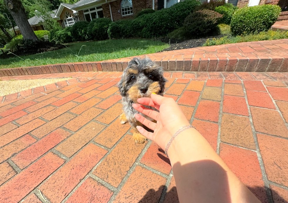 Cute Havapoo Poodle Mix Pup