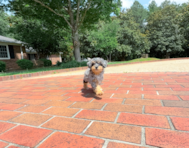 10 week old Havapoo Puppy For Sale - Simply Southern Pups