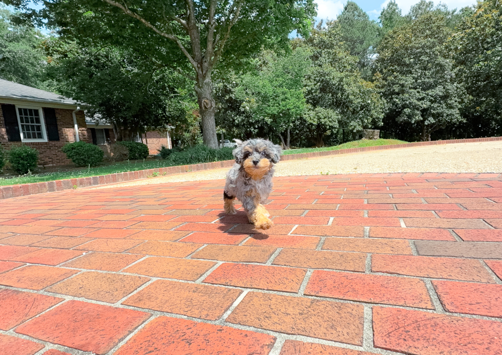 Havapoo Puppy for Adoption