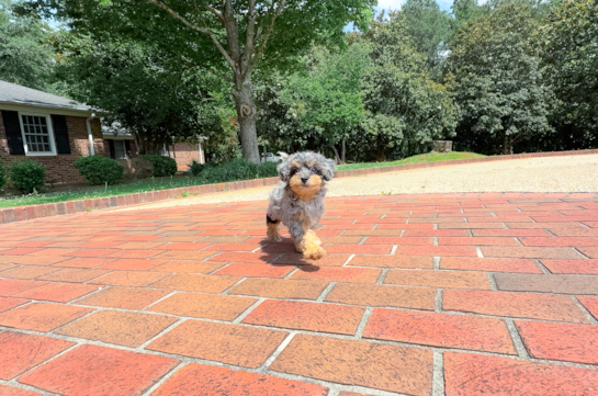 Havapoo Puppy for Adoption