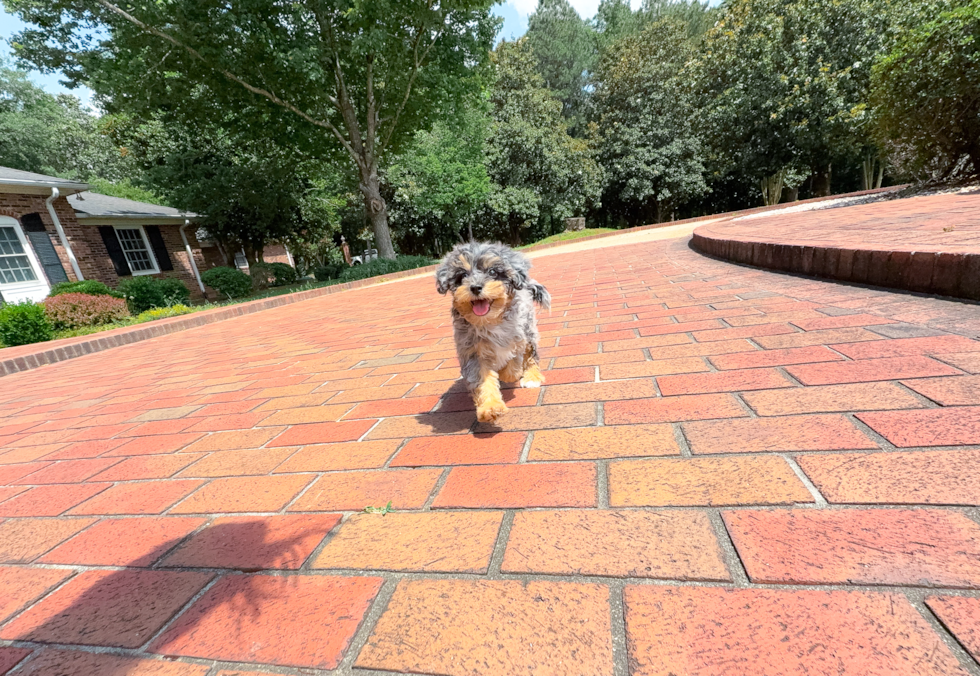 Cute Havapoo Poodle Mix Pup