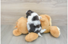 Popular Havapoo Poodle Mix Pup