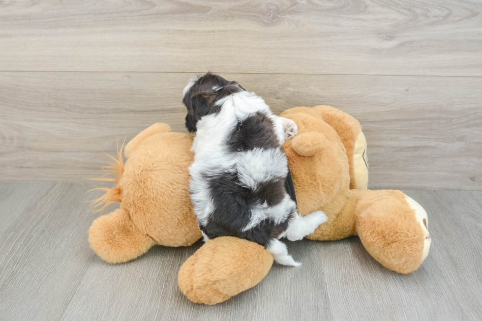 Popular Havapoo Poodle Mix Pup