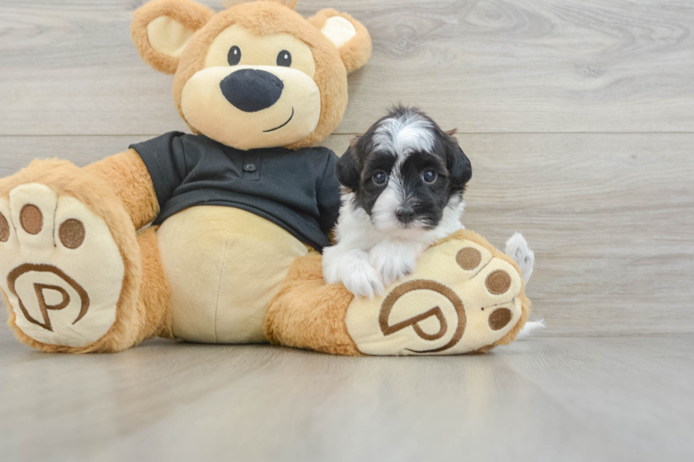 Cute Havapoo Baby
