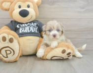 7 week old Havapoo Puppy For Sale - Simply Southern Pups