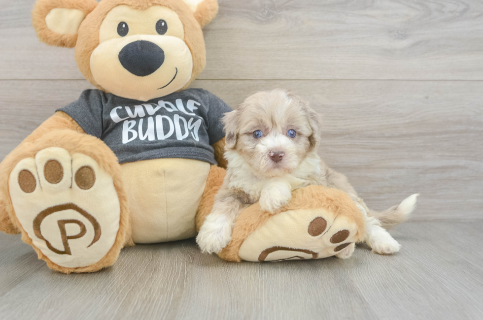 5 week old Havapoo Puppy For Sale - Simply Southern Pups