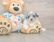 7 week old Havapoo Puppy For Sale - Simply Southern Pups