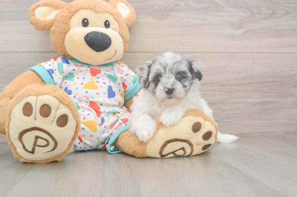5 week old Havapoo Puppy For Sale - Simply Southern Pups