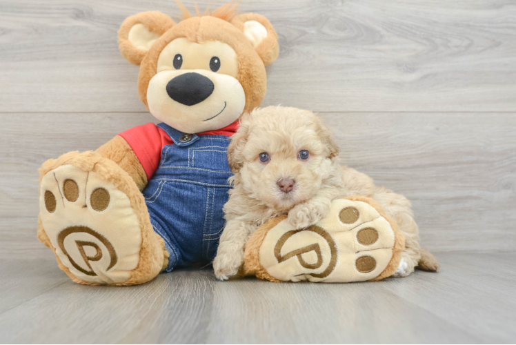 Petite Havapoo Poodle Mix Pup