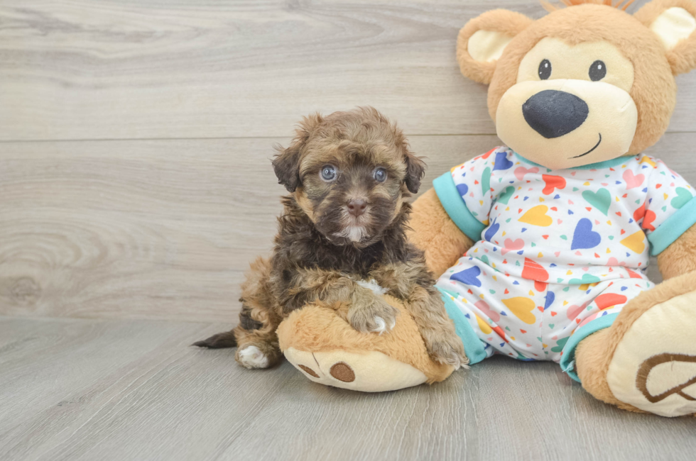 5 week old Havapoo Puppy For Sale - Simply Southern Pups