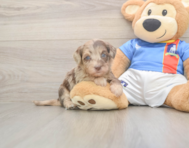6 week old Havapoo Puppy For Sale - Simply Southern Pups