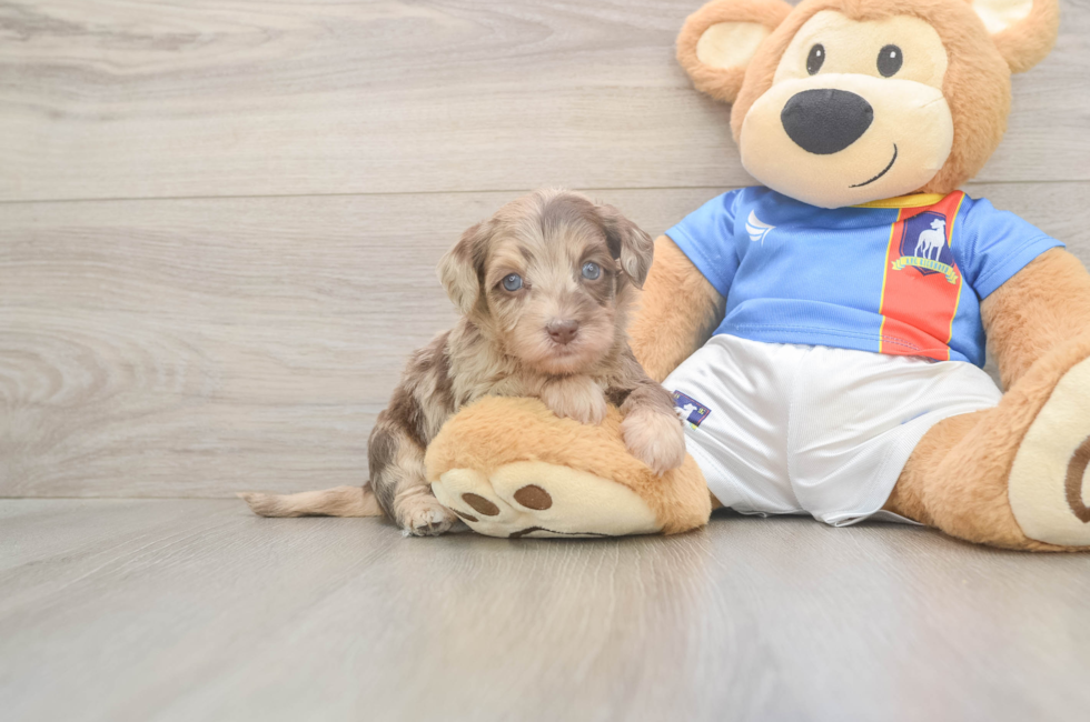 5 week old Havapoo Puppy For Sale - Simply Southern Pups