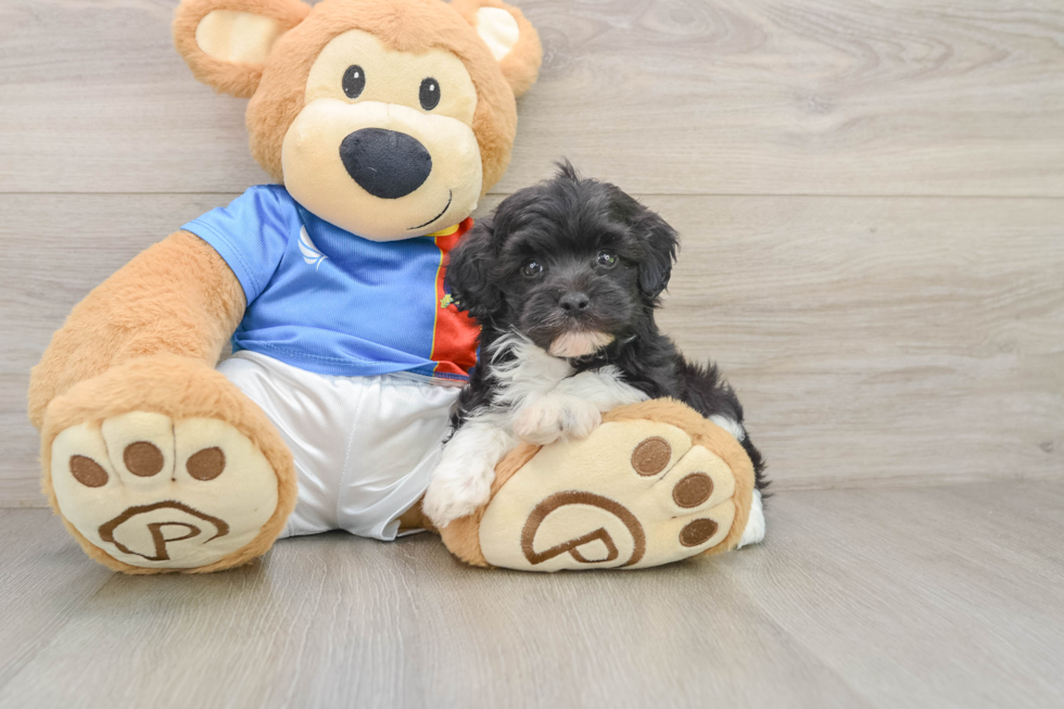 Smart Havapoo Poodle Mix Pup
