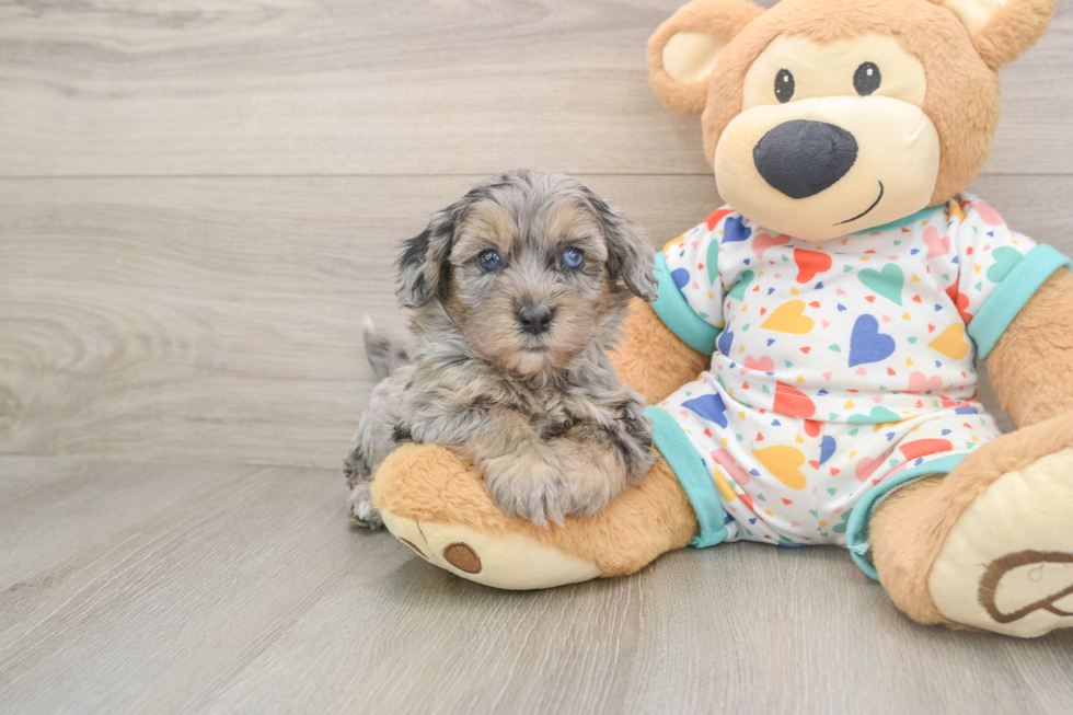 Havapoo Puppy for Adoption