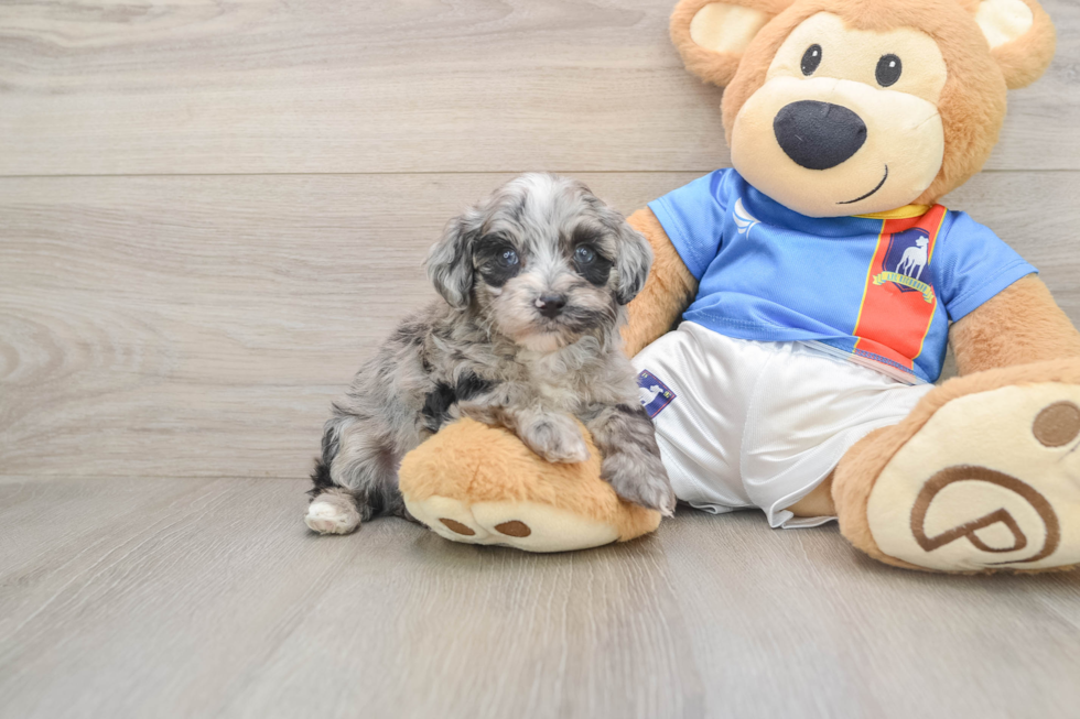 Popular Havapoo Poodle Mix Pup