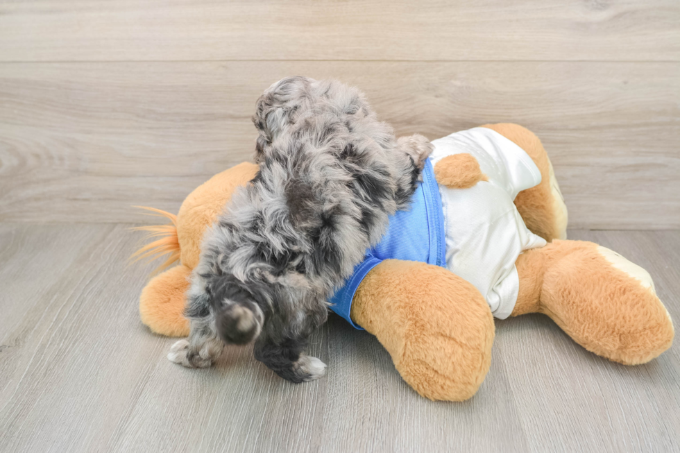 Havapoo Pup Being Cute