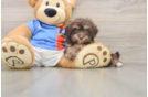 Energetic Havadoodle Poodle Mix Puppy