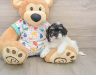 8 week old Havapoo Puppy For Sale - Simply Southern Pups