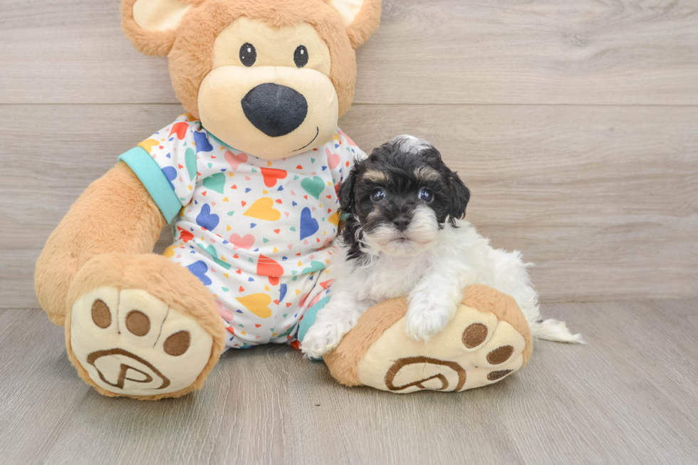 Havapoo Puppy for Adoption
