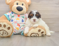 6 week old Havapoo Puppy For Sale - Simply Southern Pups