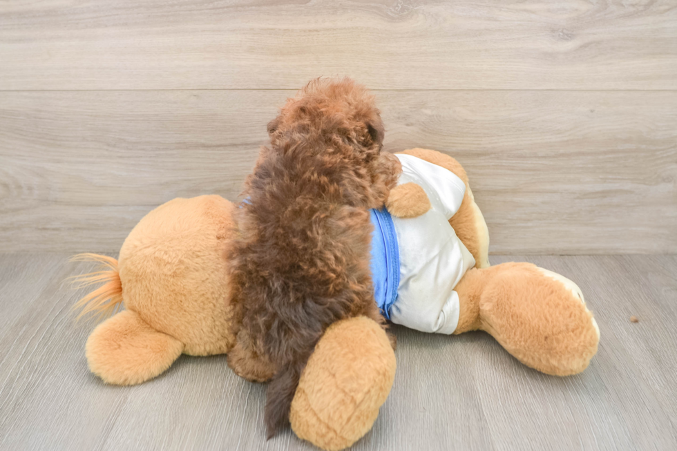 Funny Havapoo Poodle Mix Pup