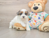 7 week old Havapoo Puppy For Sale - Simply Southern Pups