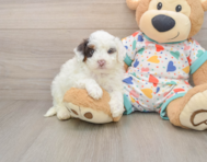 7 week old Havapoo Puppy For Sale - Simply Southern Pups