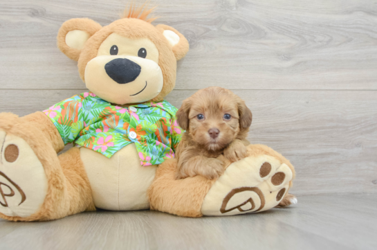 Energetic Havadoodle Poodle Mix Puppy