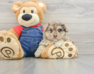 8 week old Havapoo Puppy For Sale - Simply Southern Pups