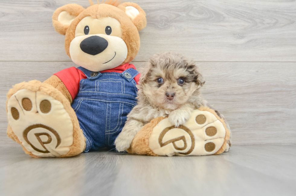 6 week old Havapoo Puppy For Sale - Simply Southern Pups